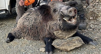 Avcıların hedefi oldu! Görenler gözlerine inanamadı