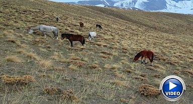 Başıboş hayvanlar tehlike saçıyor!