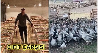 Başkentin kaz kralı!