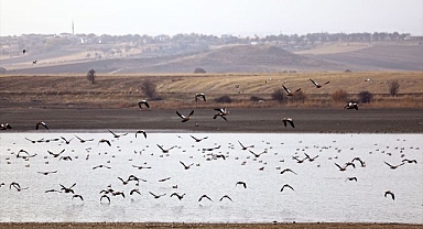 Binlerce göçmen kuşa ev sahipliği yapıyor