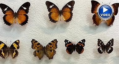 Binlerce kelebek türü tek çatı altında!