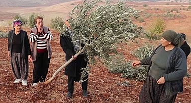 Binlerce meyve fidanı yok ettiler!