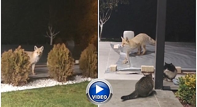 Bahçeye rahatlıkla girdi saldırıya uğradı!