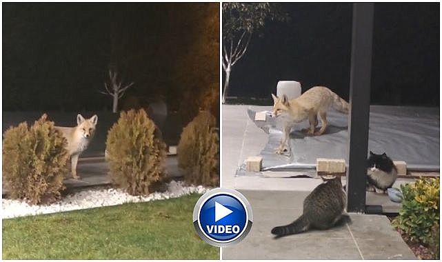 Bahçeye rahatlıkla girdi saldırıya uğradı!