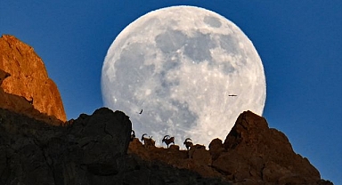 Böylesine az rastlanır... O görüntüler mest etti