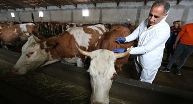 Buzağı ölümlerine karşı aşı hamlesi