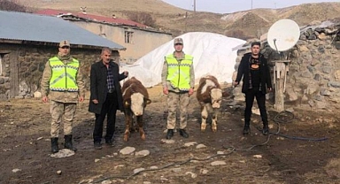 Çalınan hayvanları jandarma buldu
