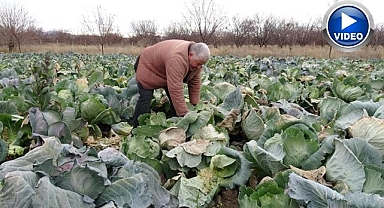 Çiftçiler zararını bakın nasıl telafi ediyor!