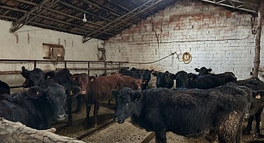 Çiftçilere ilk hayvan teslimi yapıldı