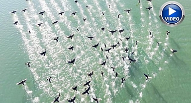 Doğanın sessiz misafirleri...