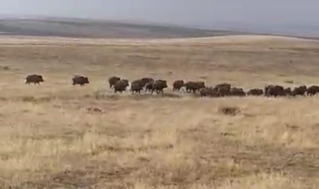 Domuz sürüsü görüntülendi