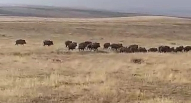 Domuz sürüsü görüntülendi