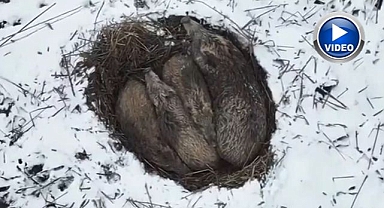 Dondurucu soğukta birbirlerine sığındılar