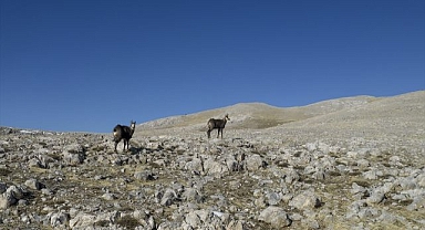 Doruklarda sürpriz karşılama