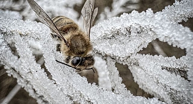 Erzurum’da arılar kış uykusuna yattı