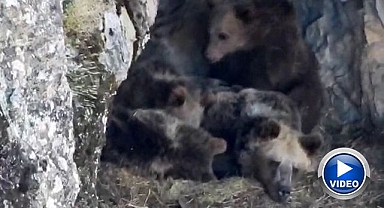 Erzurum'da ayı ailesinin gülümseten anları 