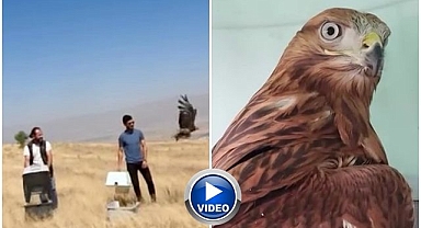 Erzurum'da kızıl şahinler özgürlüğe uçtu