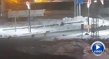 Erzurum'da kurt alarmı! Vatandaşlar korkulu anlar yaşadı
