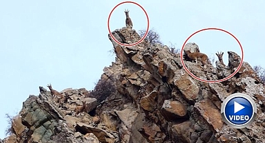 Erzurum'da yaban hayatı fotokapanda