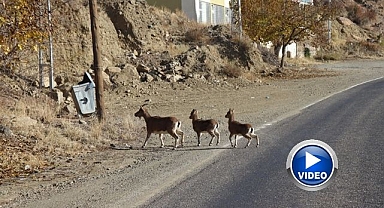 Erzurum'da yaban keçileri tek tek sayılıyor