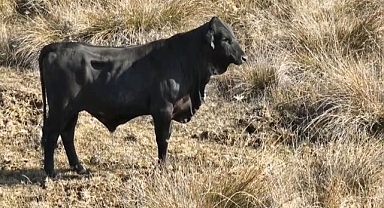 Firari dronla görüntülendi