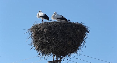 Göç etmeyen leylekler bu kışı da yuvalarında geçirecek