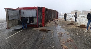 Hayvan yüklü tır devrildi: Koyunlar telef oldu!