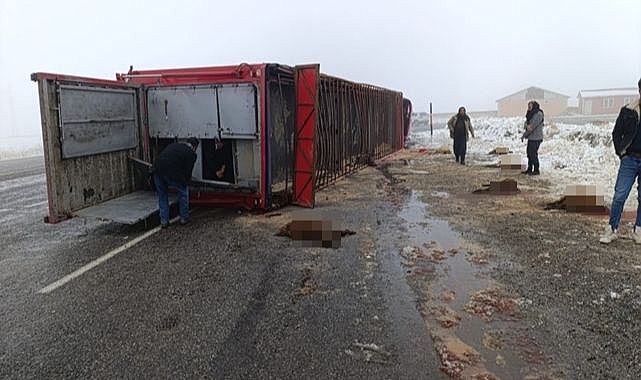 Hayvan yüklü tır devrildi: Koyunlar telef oldu!
