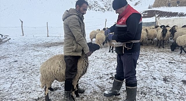 Hayvanların sağlığı için karlı yolları aşıyorlar