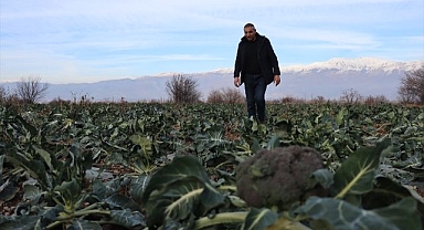 İklim onlara yarıyor! Kışın açık alanda sebze üretimi