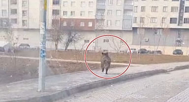 İlçe merkezinde yaban domuzu paniği 