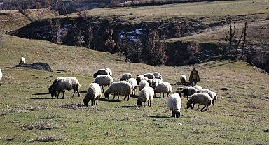 Kar yağmayınca hayvanlar meraya çıktı