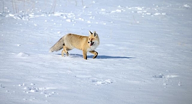 Karla kaplı arazide av mesaisi