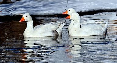Kazlar buz tutmayan derelerde yüzdü