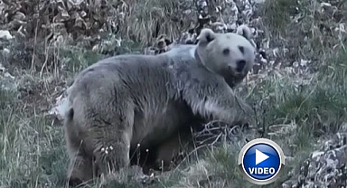 Kış uykusuna hazırlanan ayılar görüntülendi