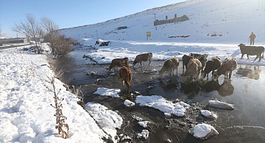 Kışın donmayan menderesler hayvancılığa katkı sağlıyor