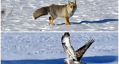Kışın nadir buluşması: Kızıl tilki ve paçalı şahin kamerada