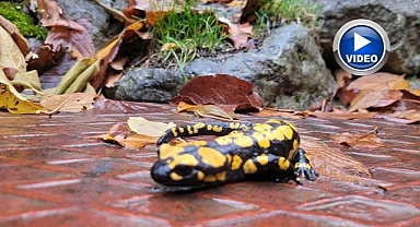 Koruma altındaki semender kamerada