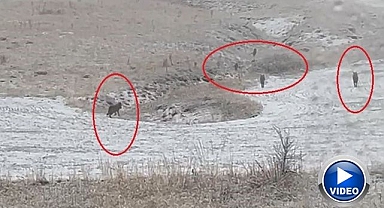 Köylere indiler! Sürü böyle görüntülendi