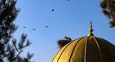 Küresel ısınma leylekleri de vurdu!