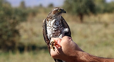 Kuş cenneti binlerce türe ev sahipliği yaptı