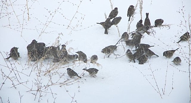 Kuşların zorlu kış mücadelesi