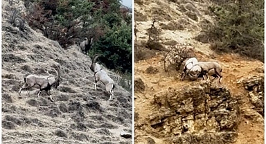 Liderlik mücadeleleri kaydedildi