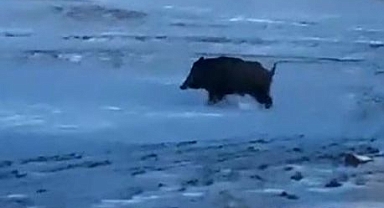 Mahallede domuz görüldü