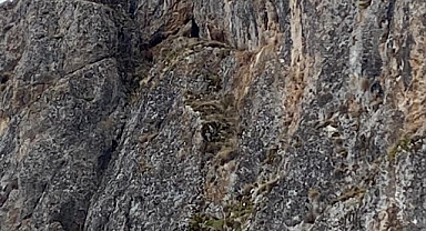 Mahsur kalan keçiler için seferber oldular