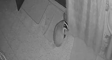 Mama yiyen hırsız için alarm sistemi kurdu!