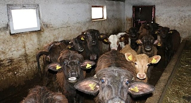  Manda yetiştiriciliği araştırmaları sürüyor