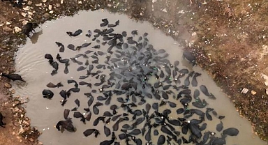 Mandaların kaplıca keyfi: Afrika savanlarını andıran görüntüler