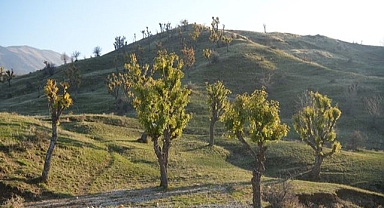 Meşeler kış kapıdayken yeniden yeşerdi