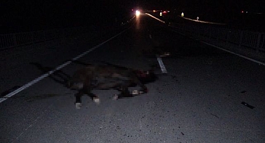 Milyonluk taylar karayolunda telef oldu 